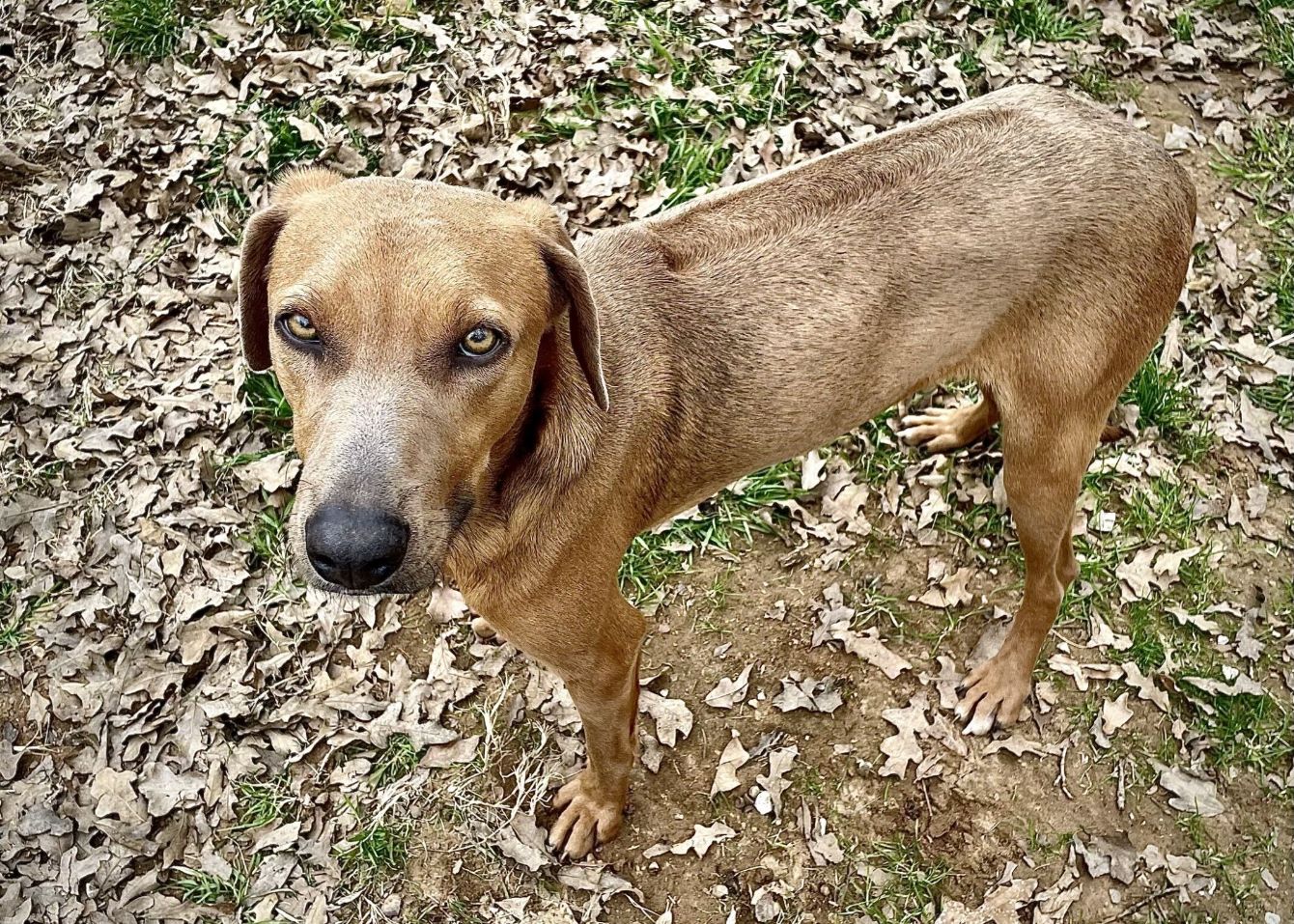 About the Mardi Gras Memories campaign on Bonfire 4