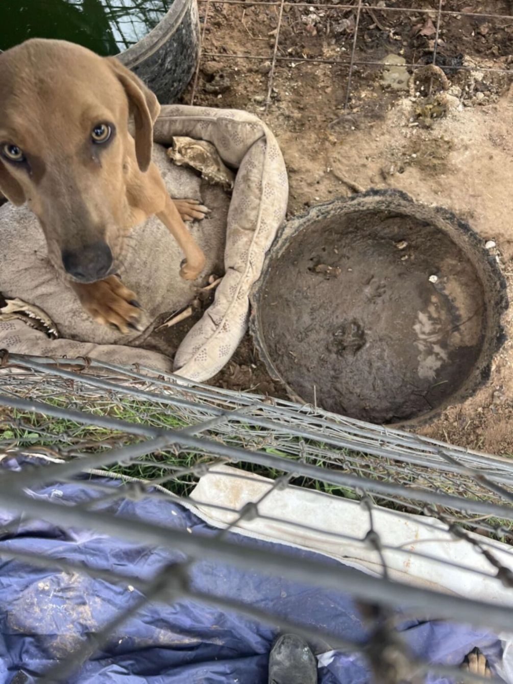 About the Mardi Gras Memories campaign on Bonfire 3