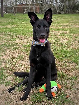 About the  campaign on Bonfire 2