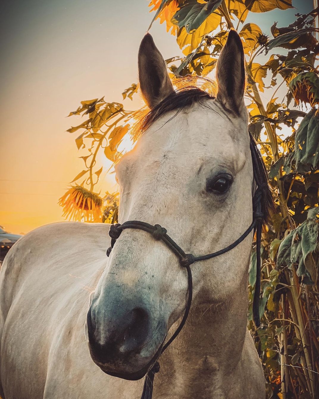 About the Spirit Lead me campaign on Bonfire 2