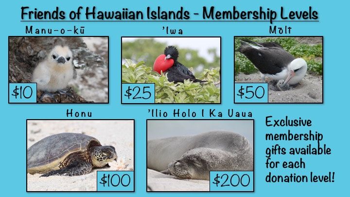 About the Lalo- French Frigate Shoals campaign on Bonfire 2