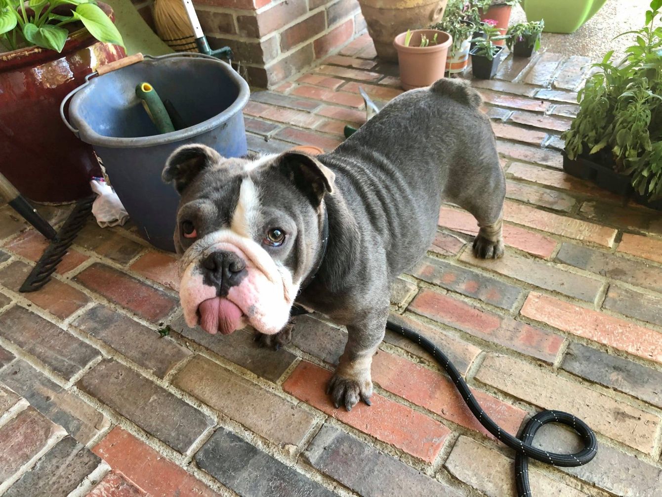 About the "This Toot Shall Pass" (version 2) for rescue campaign on Bonfire 2