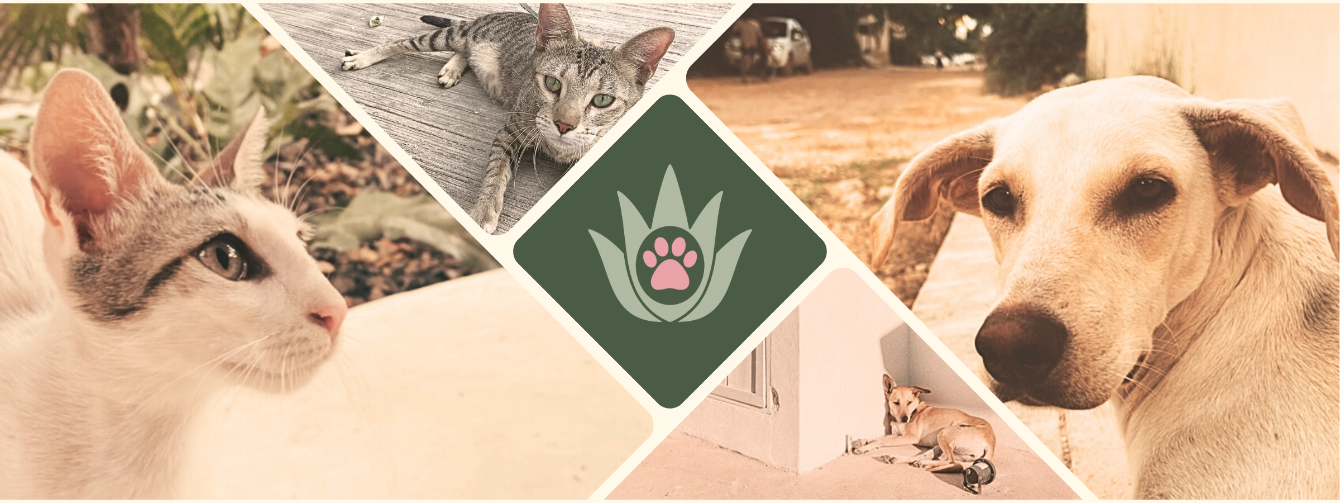 About the Namaste at Home with My Dogs campaign on Bonfire 1