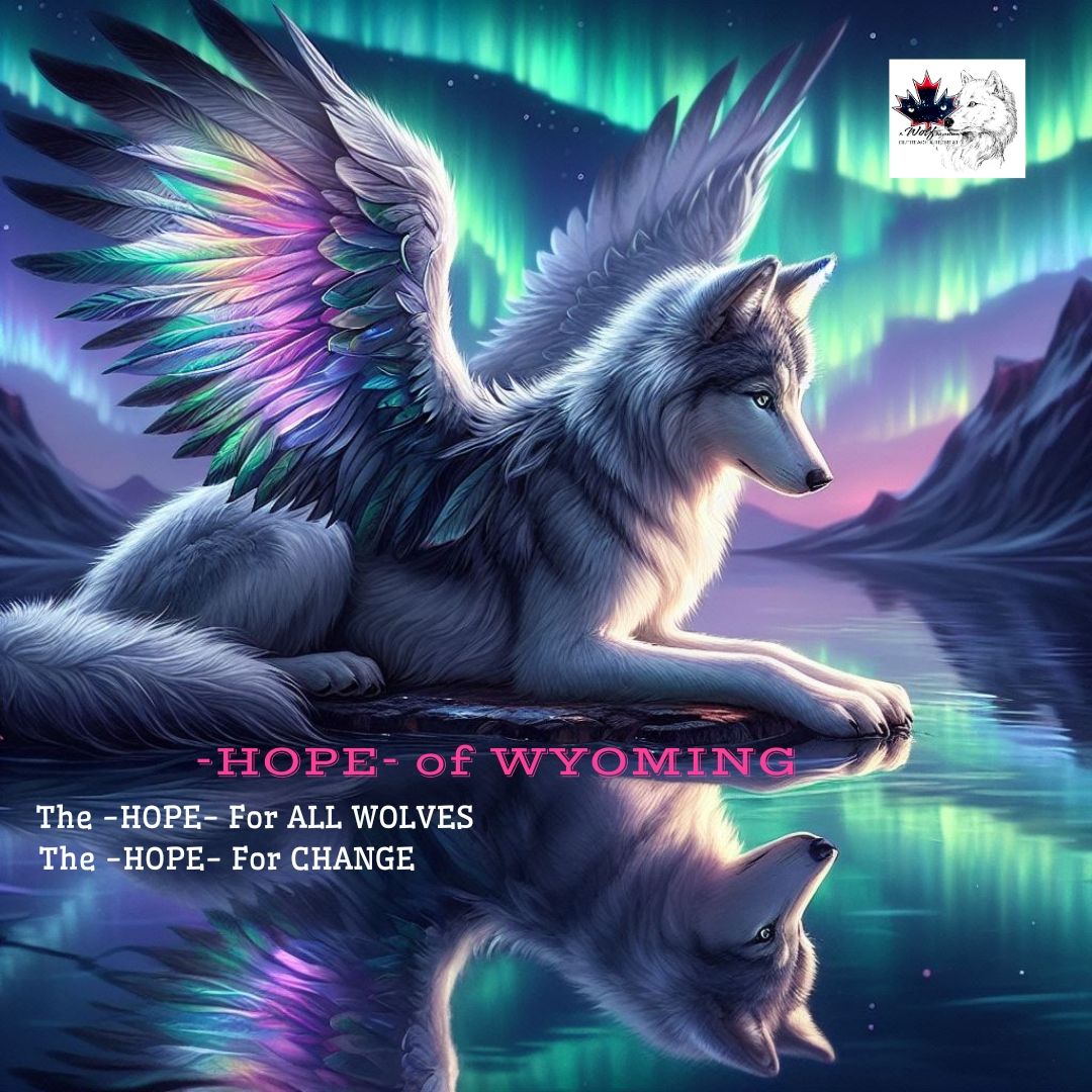 About the FOR THE WOLVES campaign on Bonfire 2