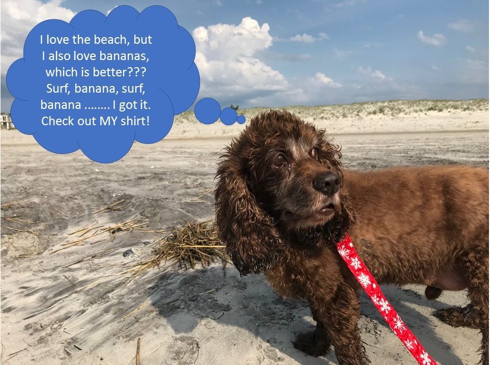 About the 2019 Where Dogs Go To LIVE campaign on Bonfire 2