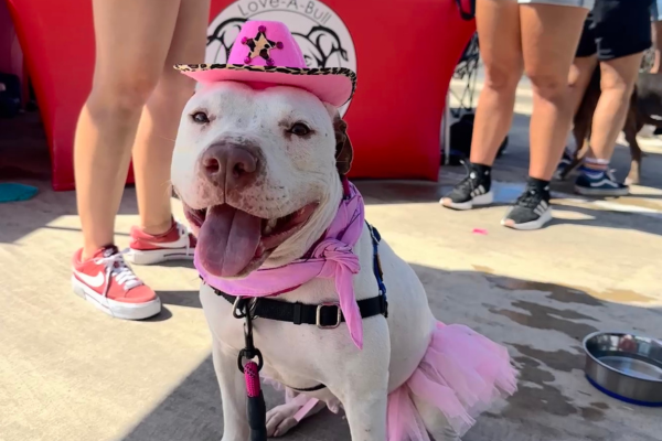 About the  campaign on Bonfire 1