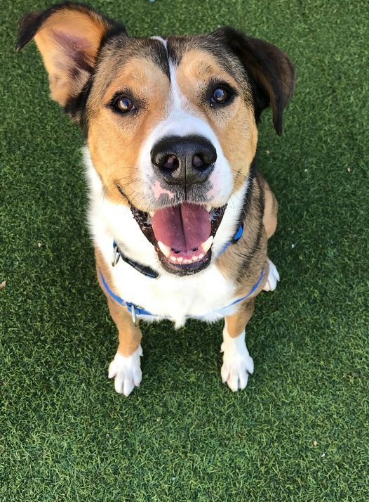 About the San Antonio Humane Society Pup T-Shirt campaign on Bonfire 2