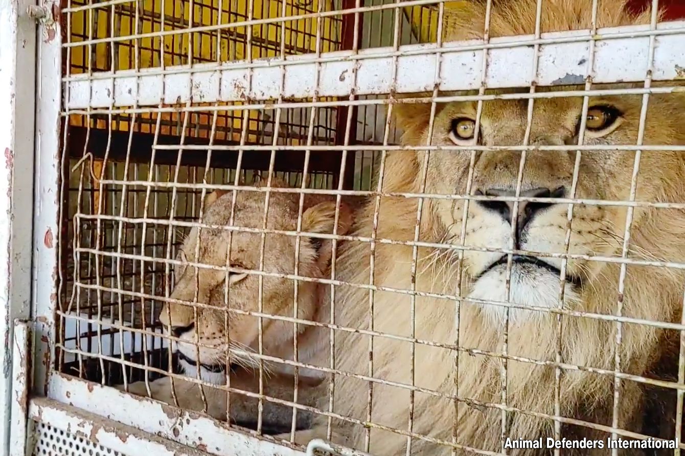 About the Coralie and Goliath campaign on Bonfire 2