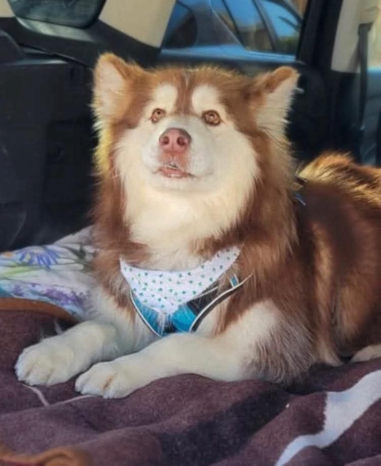 About the For the dogs campaign on Bonfire 2