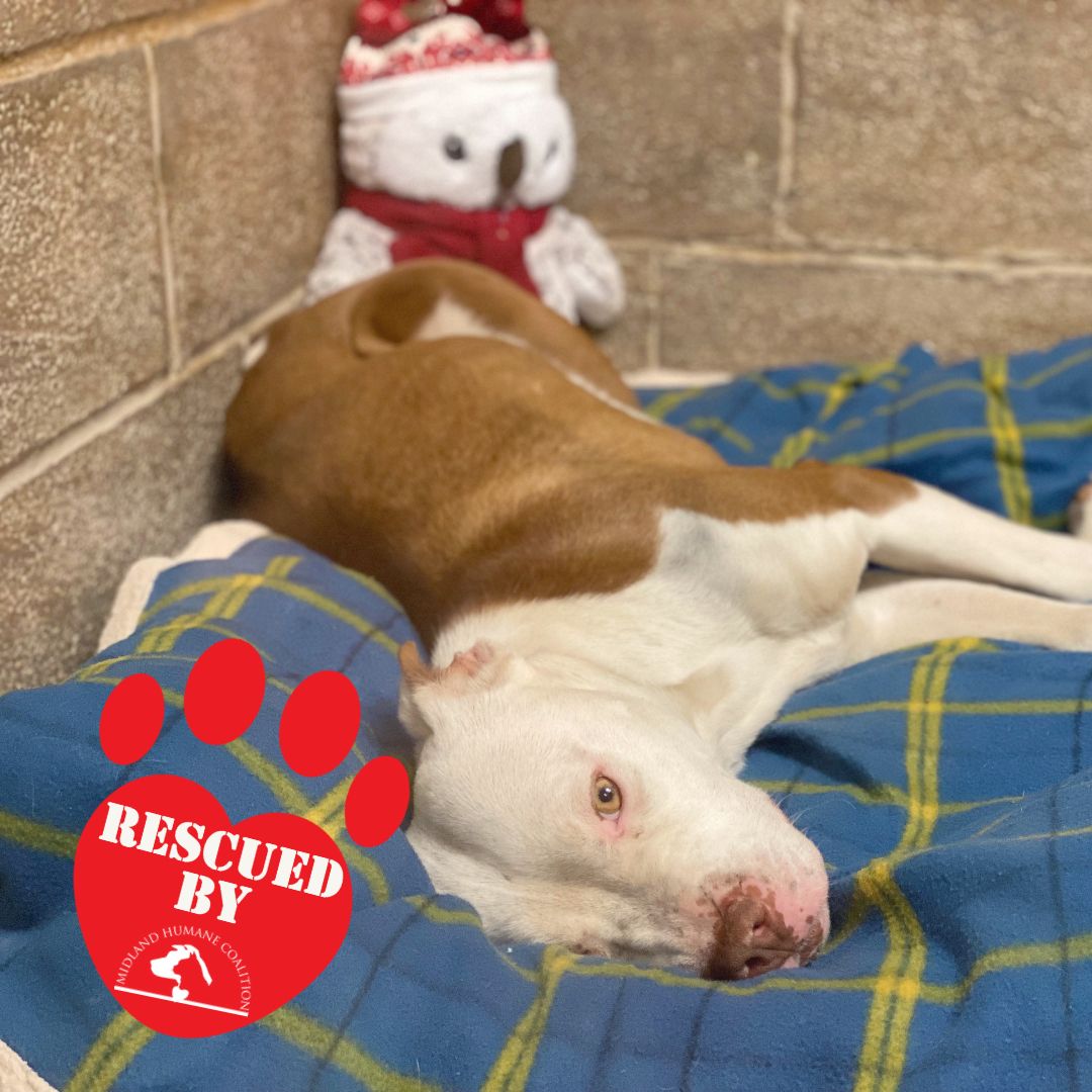About the Pet Rescue Fund campaign on Bonfire 2