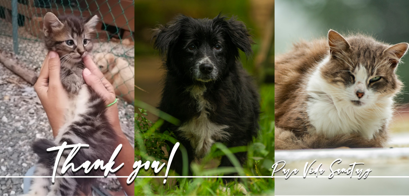 About the PURA VIDA Sanctuary Friends' HERO campaign on Bonfire 2