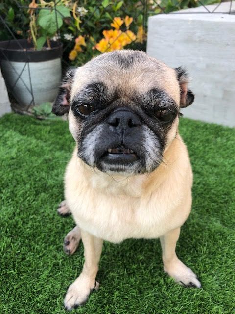 About the Help us Save Pugs!  campaign on Bonfire 2