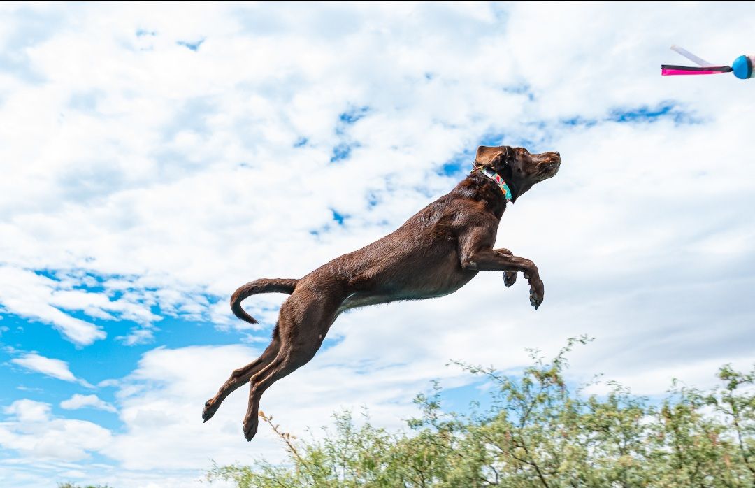 About the  campaign on Bonfire 2