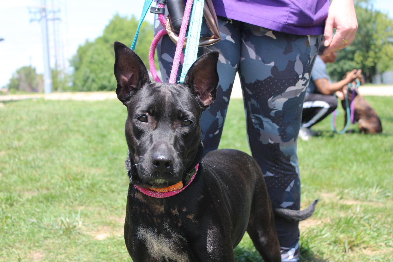 About the Our Love Crosses Borders campaign on Bonfire 2