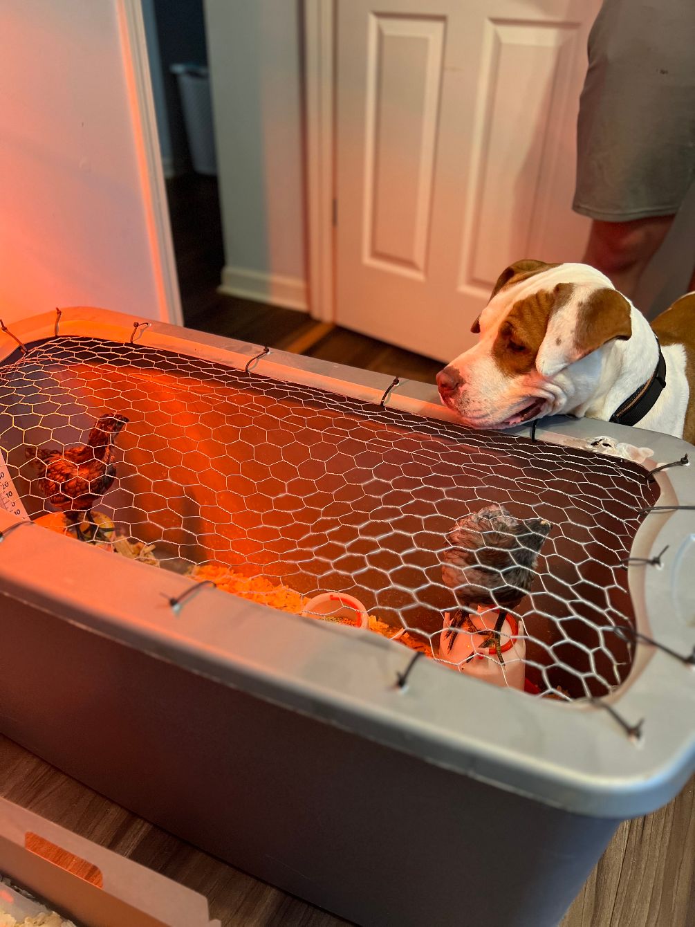 About the Chick Duty ?? campaign on Bonfire 2