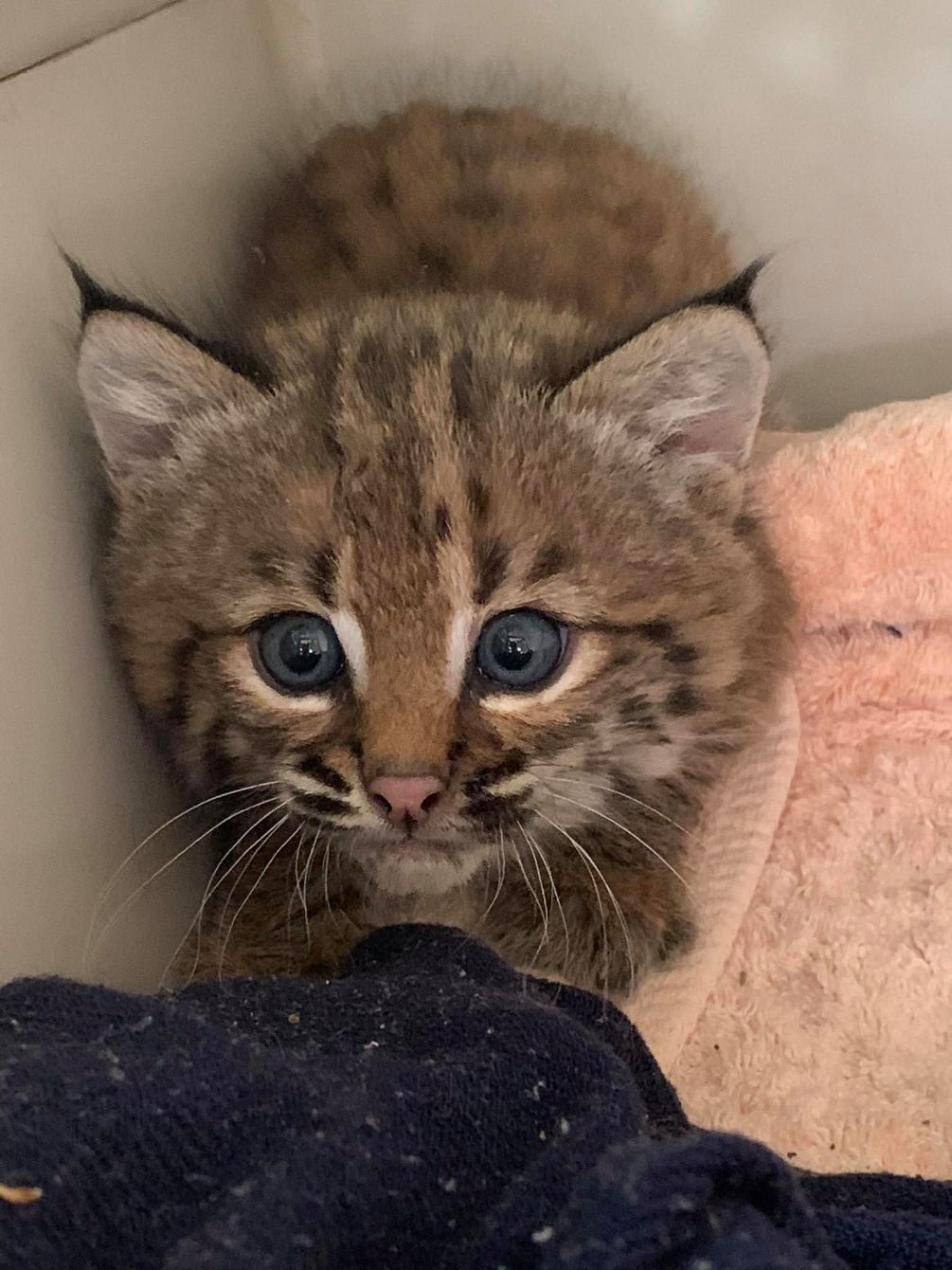 About the Help Save Wildlife! campaign on Bonfire 2