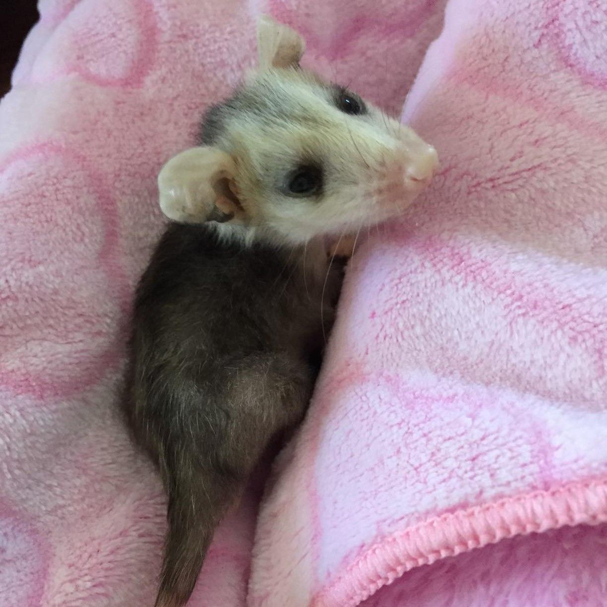 About the Help Save Wildlife! campaign on Bonfire 3