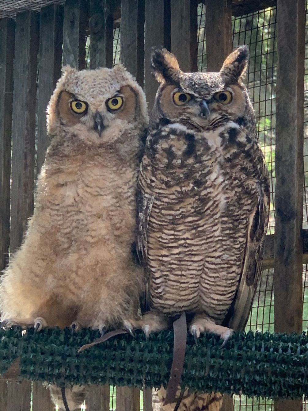 About the Help Save Wildlife! campaign on Bonfire 4