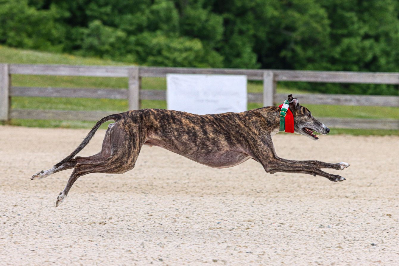 About the GreyFest 2026 Hats campaign on Bonfire 2