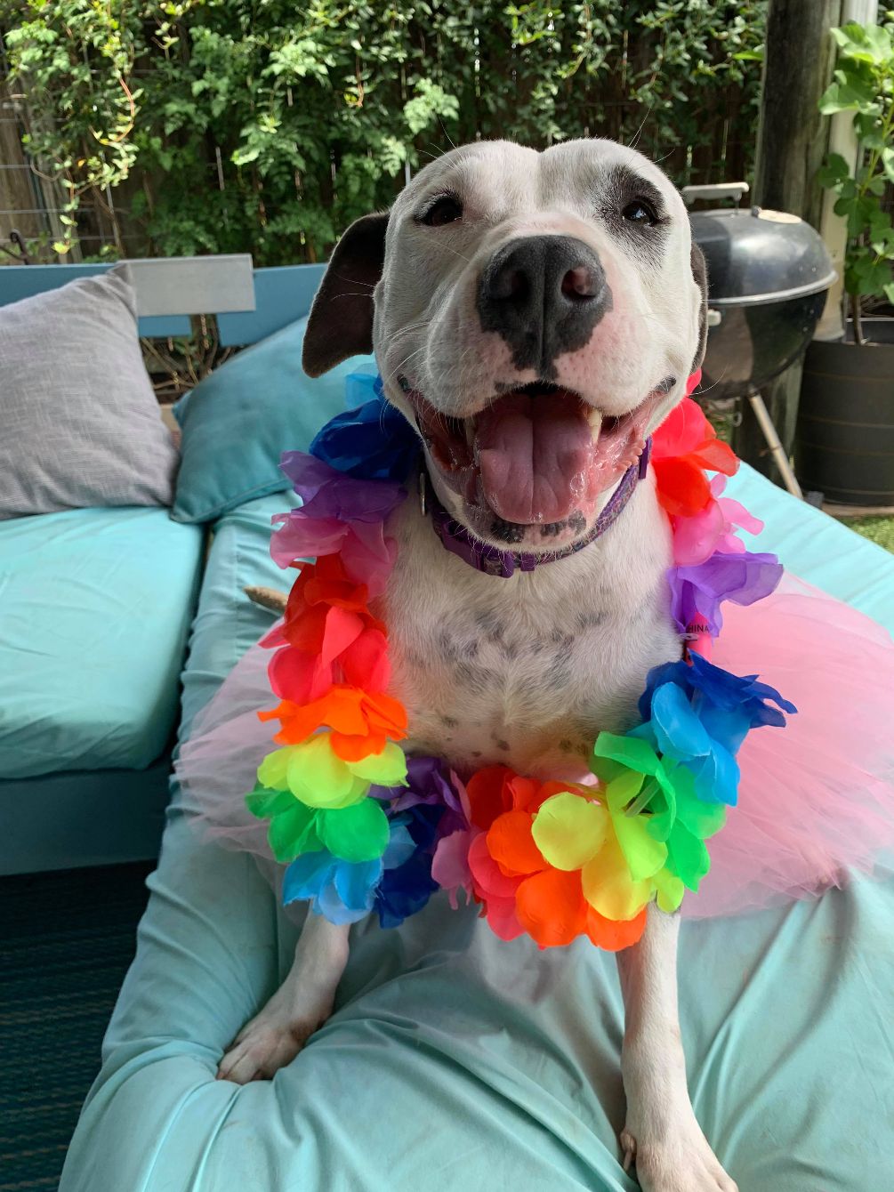 About the Advocate, Rescue & Foster! campaign on Bonfire 2