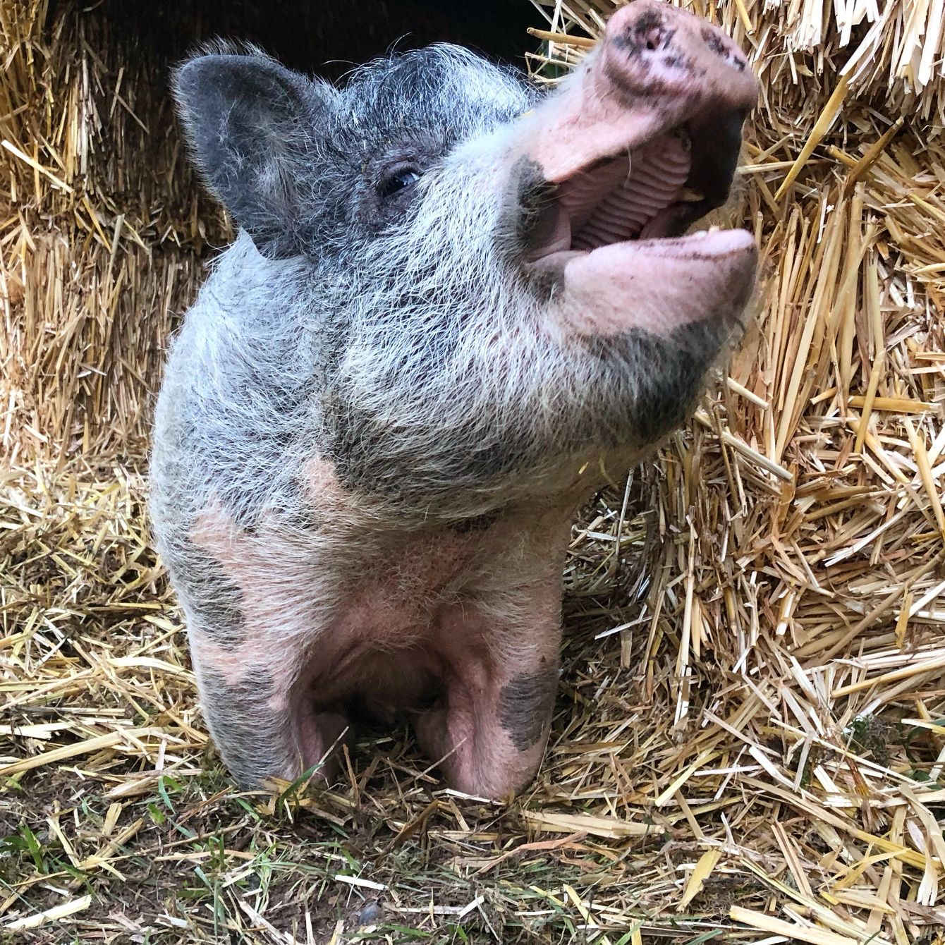 About the Fighting for Fiona campaign on Bonfire 2