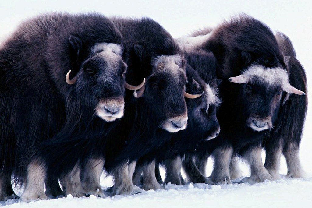 alaska: 15+ Alaska Wildlife Conservation Center Logo Gif