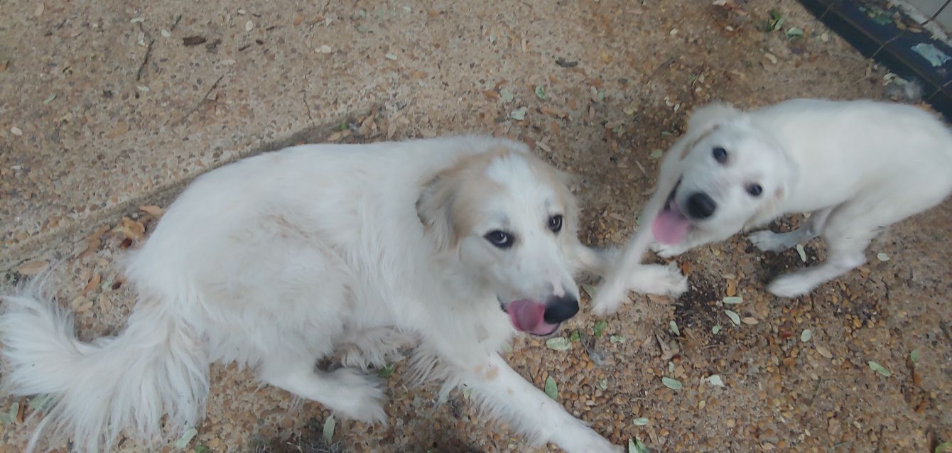 About the  campaign on Bonfire 5