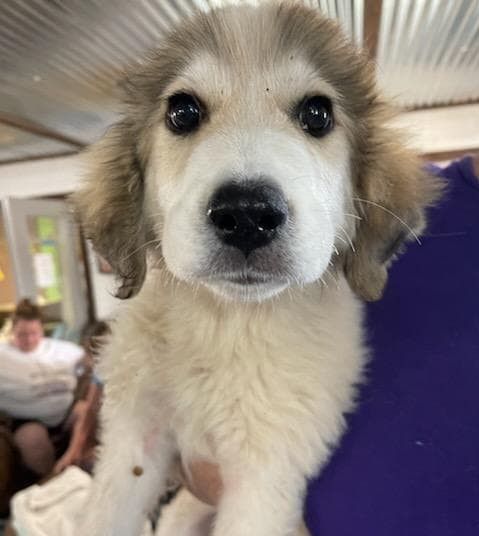 About the  campaign on Bonfire 3