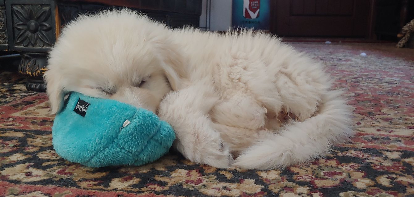 About the  campaign on Bonfire 4