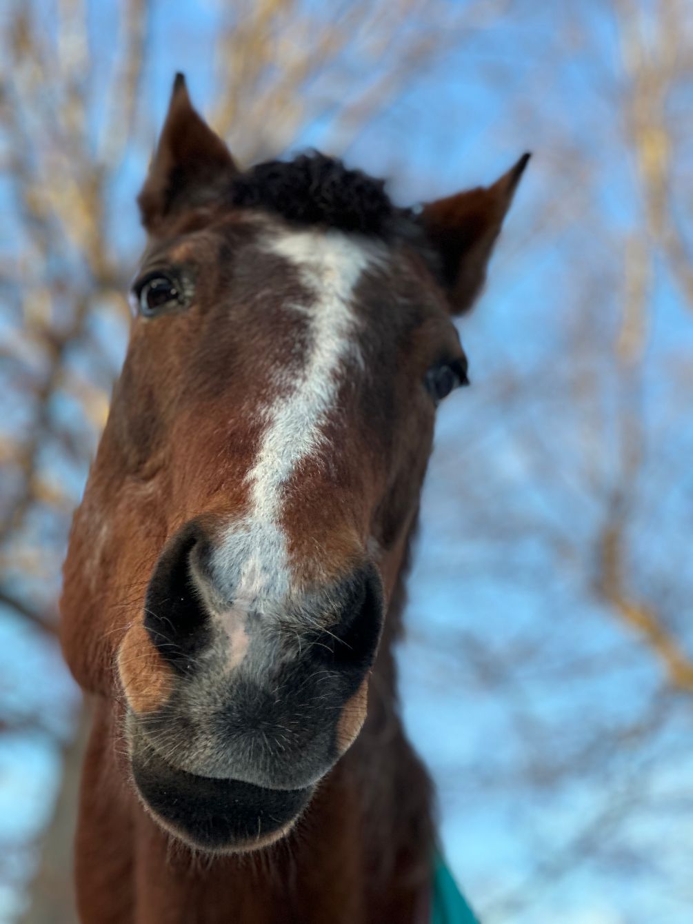 About the  campaign on Bonfire 8