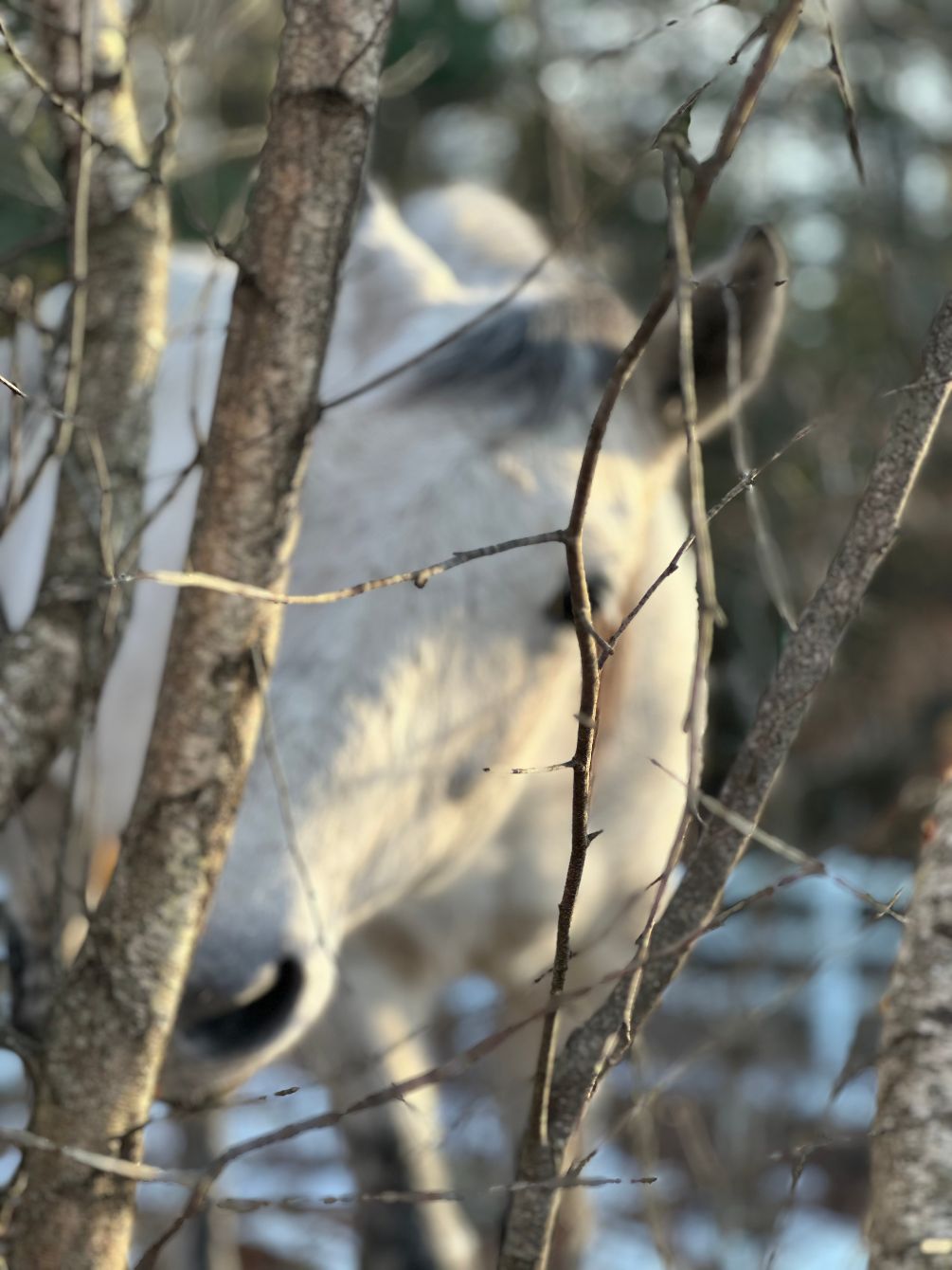 About the  campaign on Bonfire 4