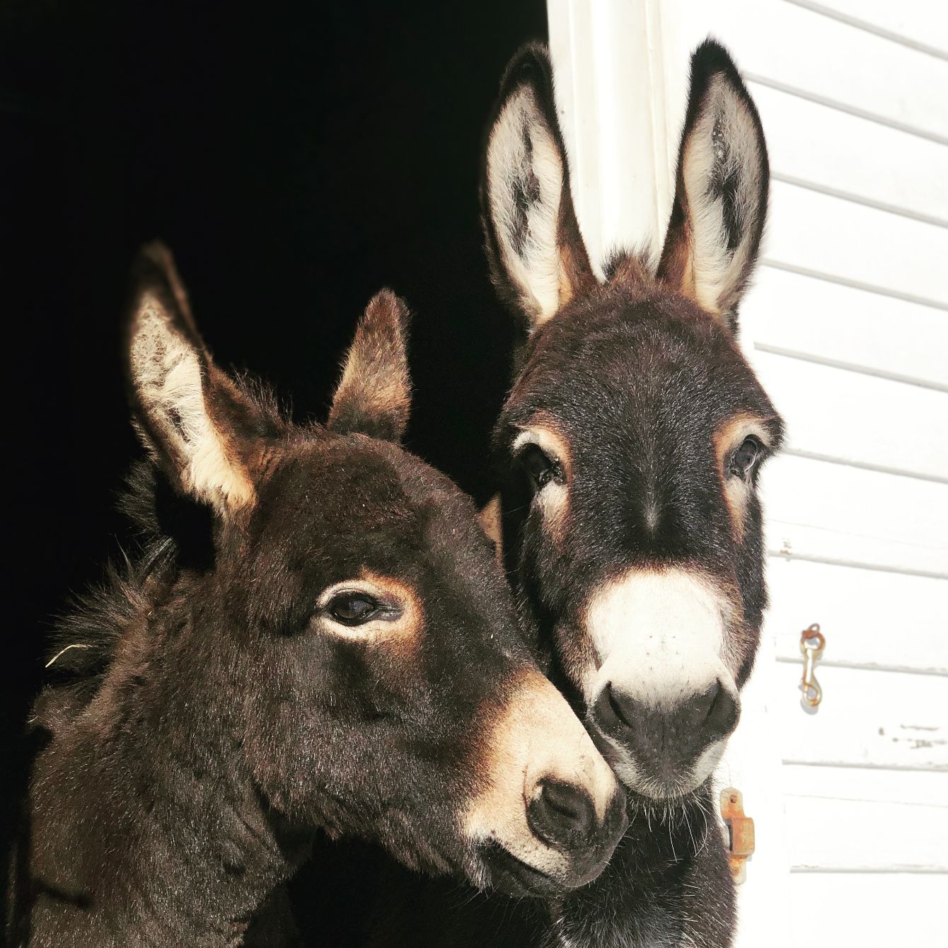 About the  campaign on Bonfire 6