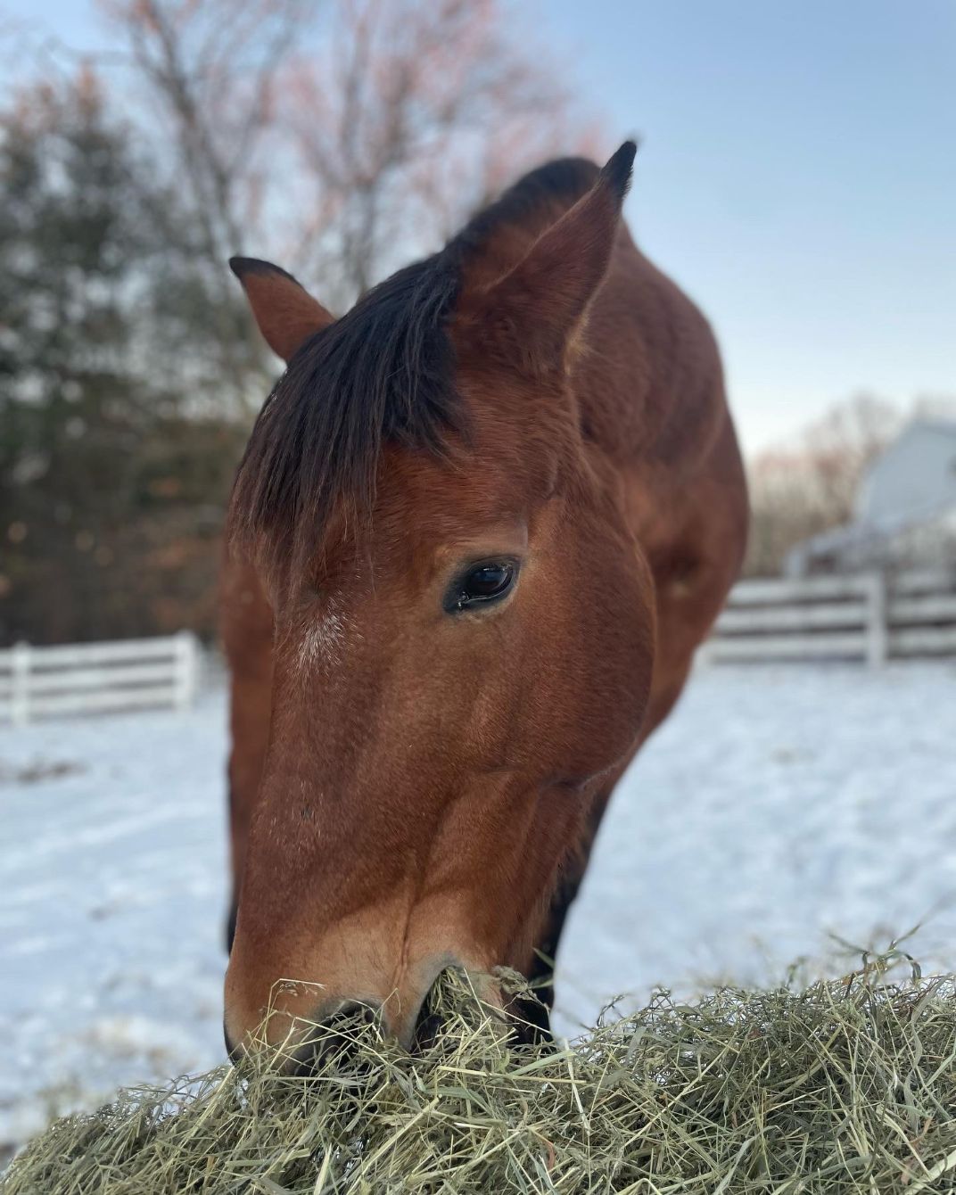 About the  campaign on Bonfire 2