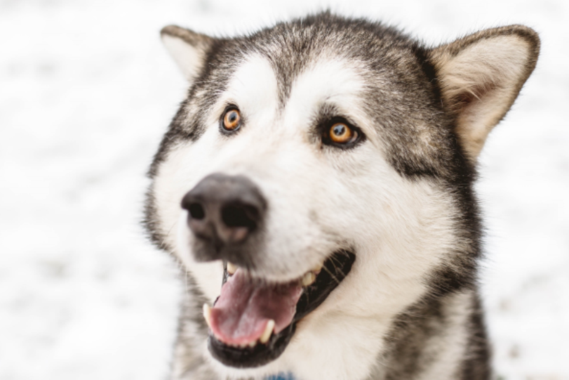 About the WAMAL Apparel campaign on Bonfire 2