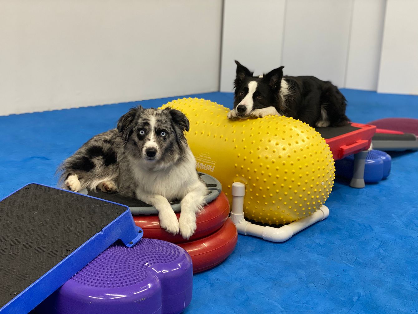 About the Bobbie Lyons Canine Fitness Gear campaign on Bonfire 2