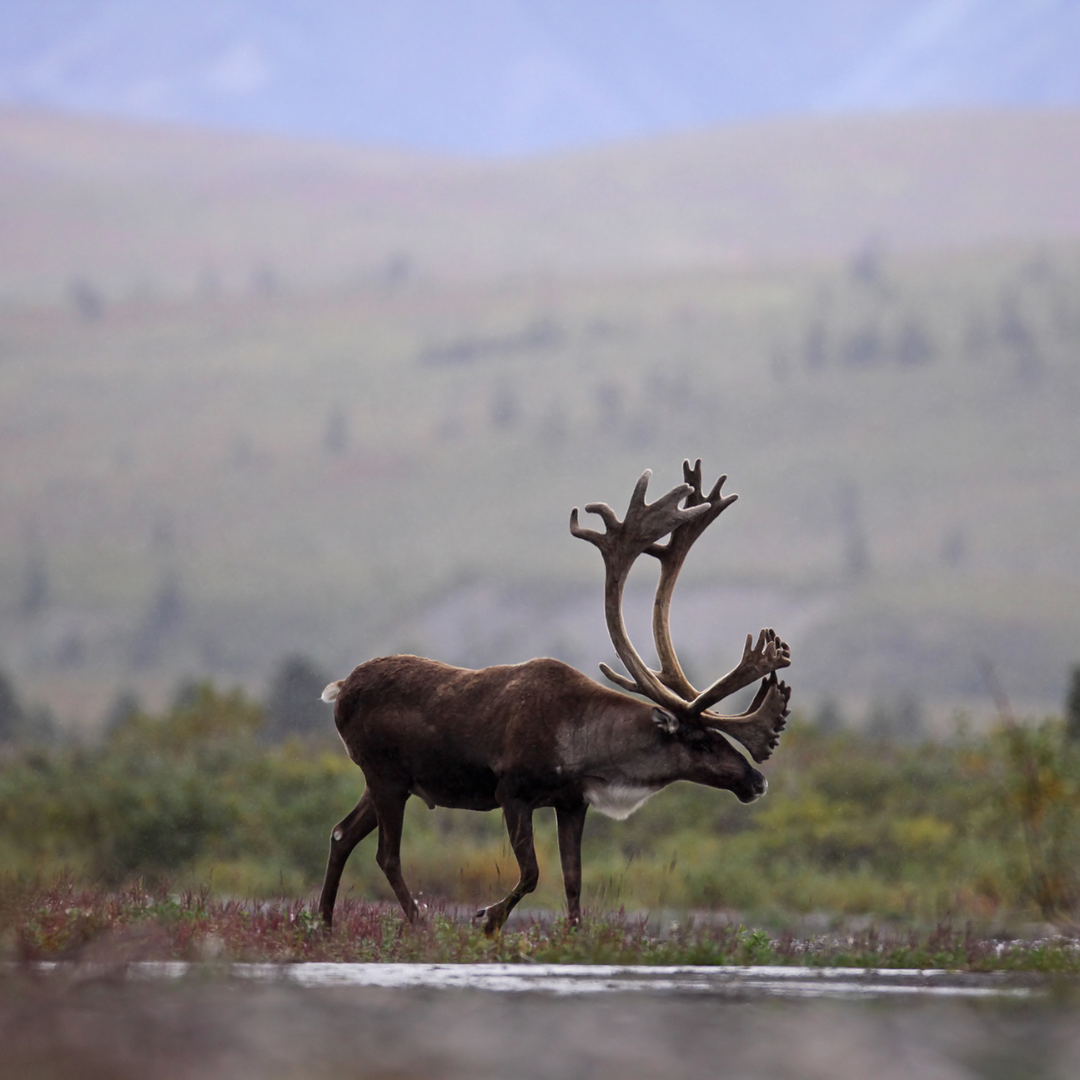 About the No Ambler Road campaign on Bonfire 4