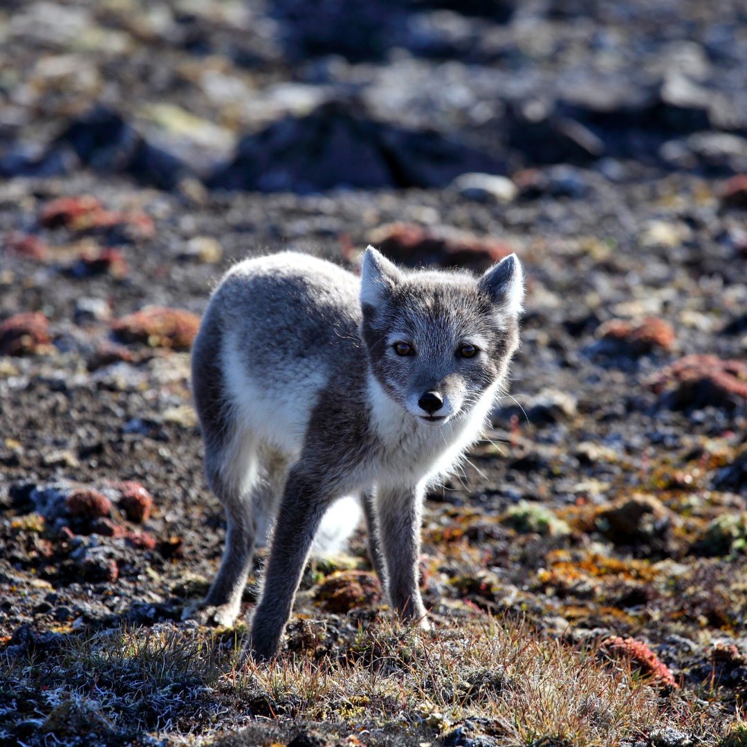About the No Ambler Road campaign on Bonfire 6
