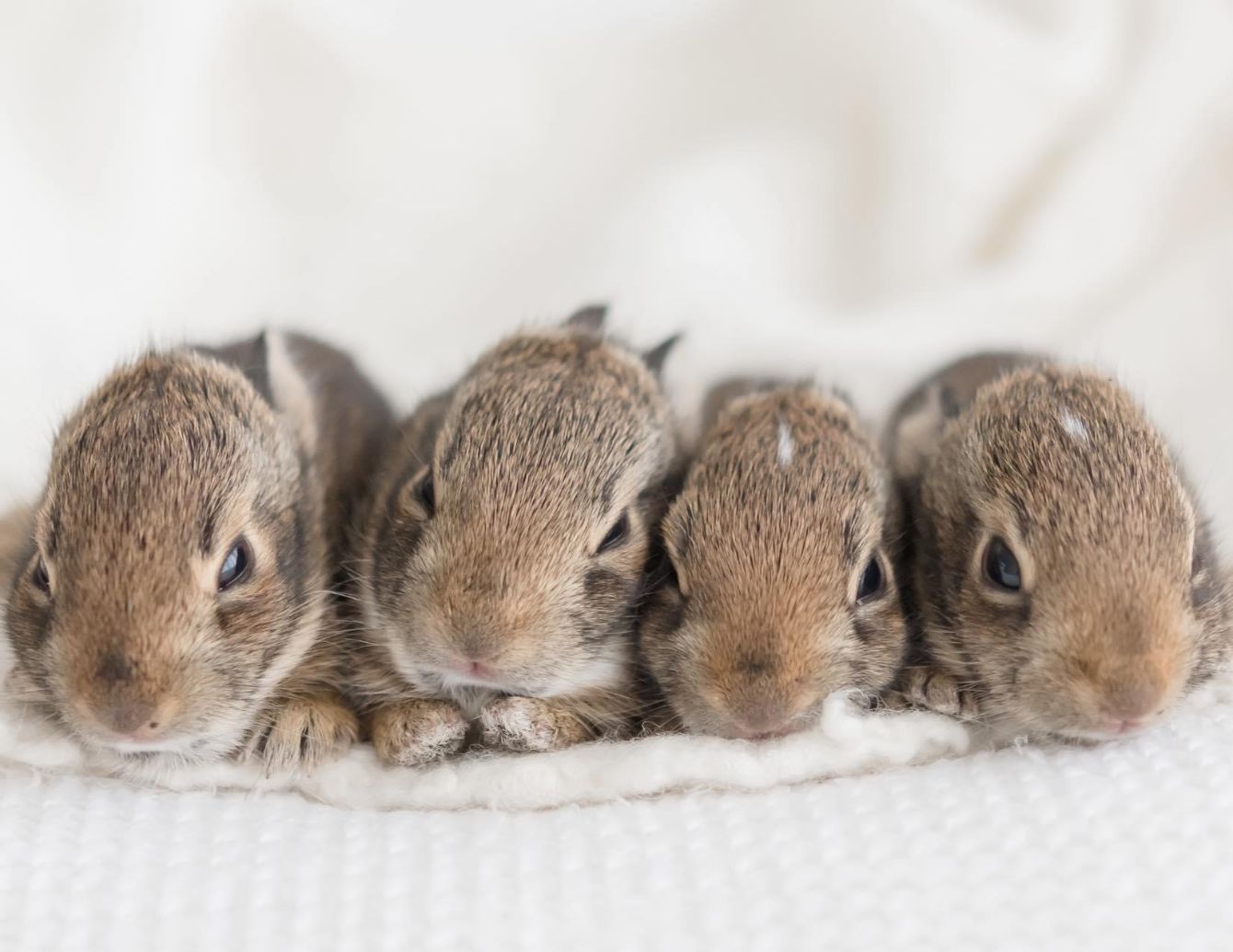 About the Be Kind - Limited Edition campaign on Bonfire 2