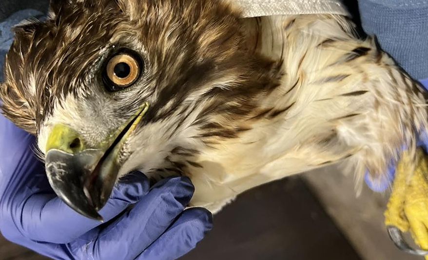 About the REGI Red-tailed Hawk (June) campaign on Bonfire 2