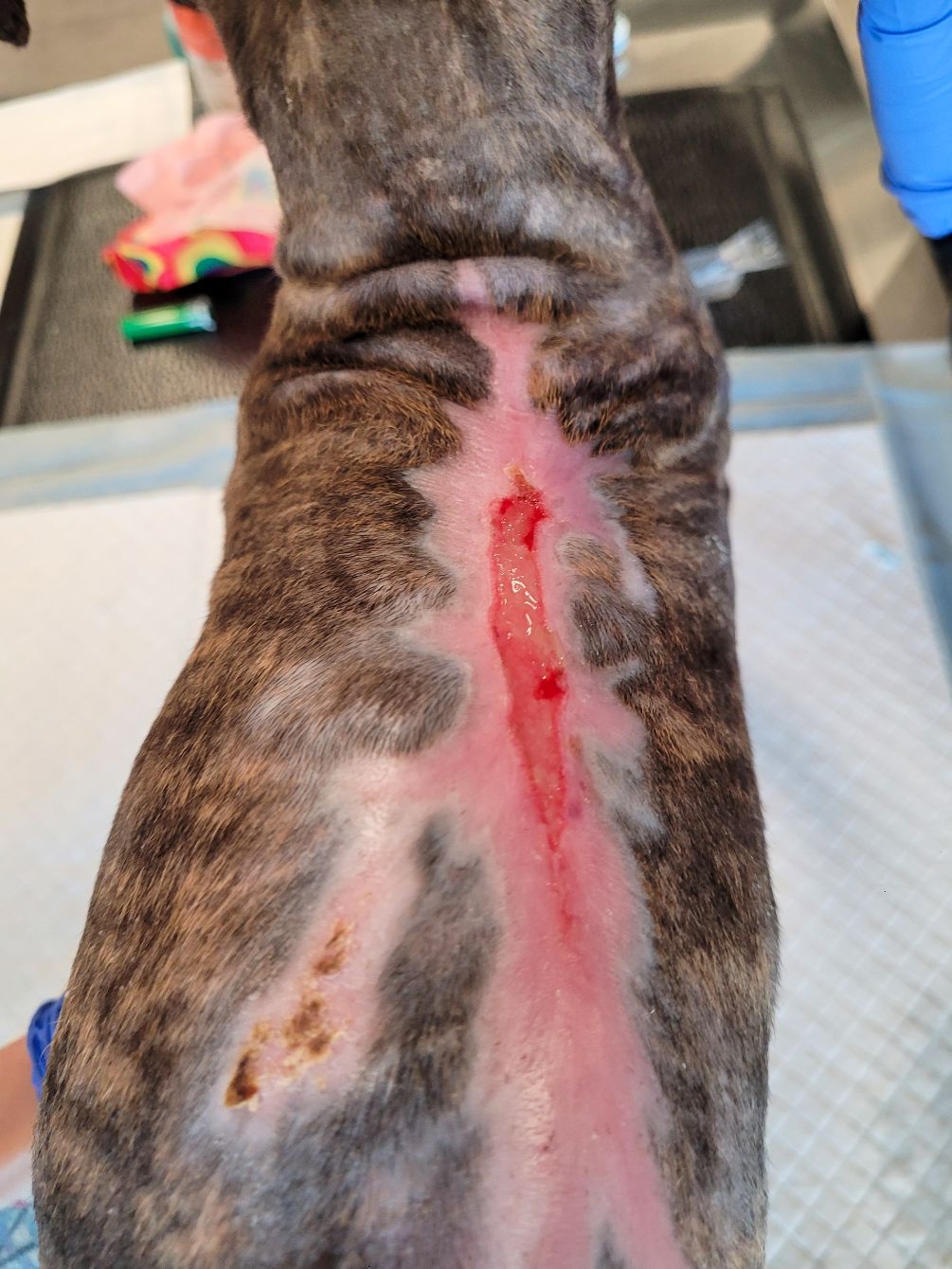 About the Leah?s Dog Squad Fundraiser campaign on Bonfire 3