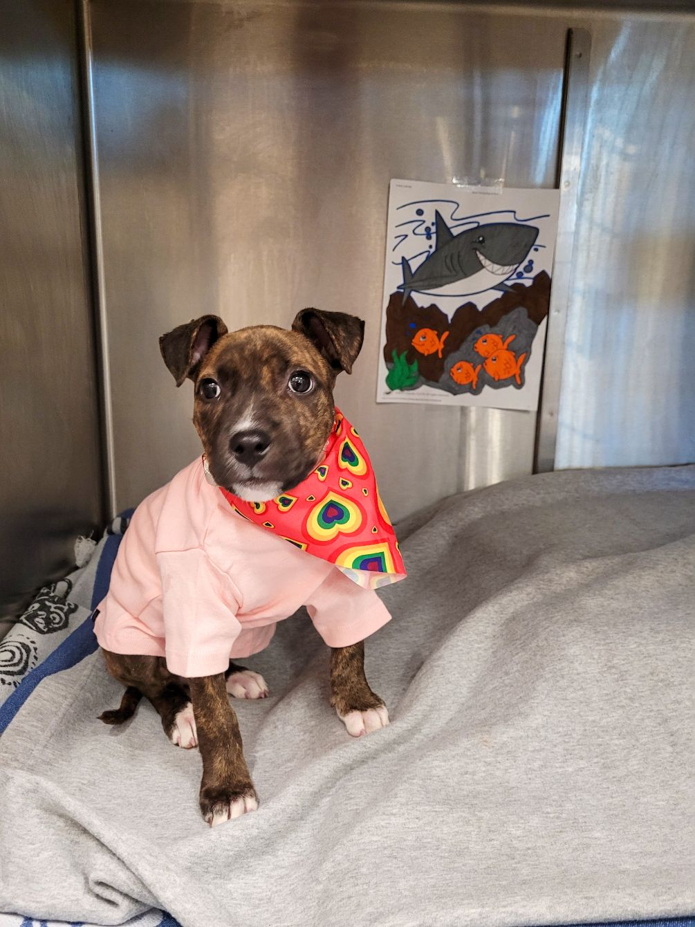 About the Leah?s Dog Squad Fundraiser campaign on Bonfire 2