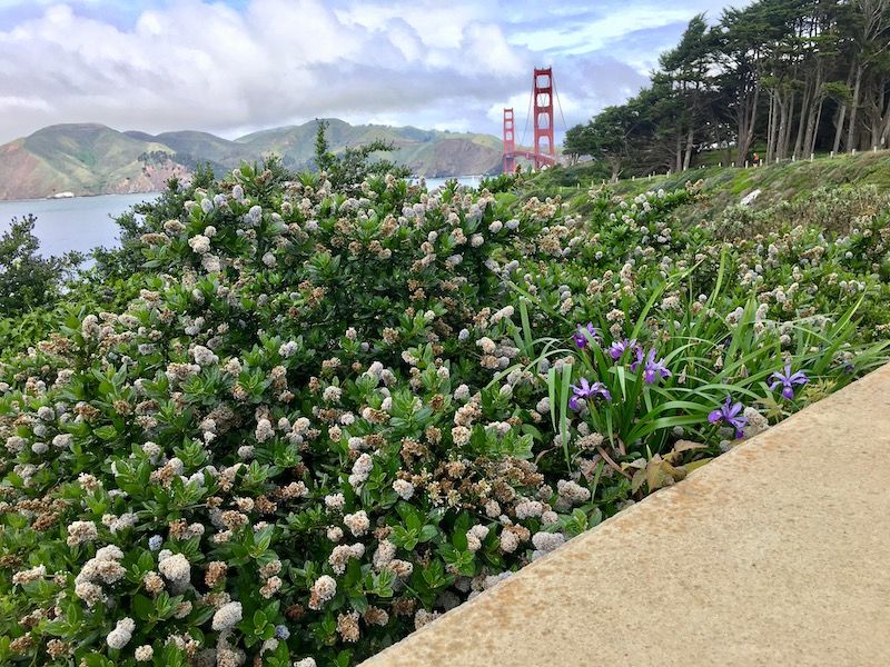 About the Bloom Bay Area campaign on Bonfire 2