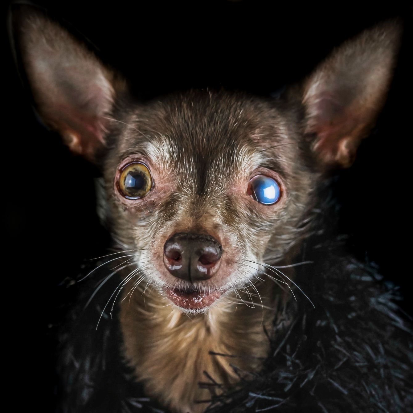 About the  campaign on Bonfire 2