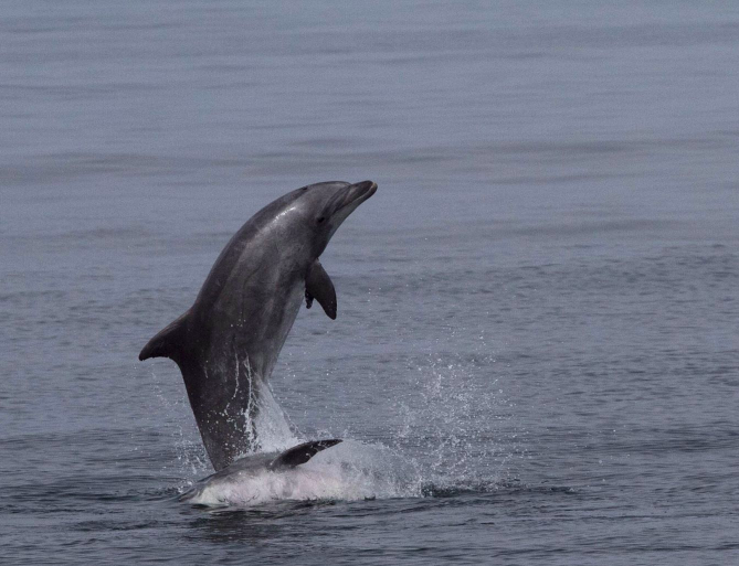 About the research, support, conserve  campaign on Bonfire 2