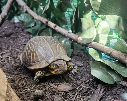 About the Stay Wild!&nbsp;Featuring Pomelo, the Box Turtle campaign on Bonfire 2