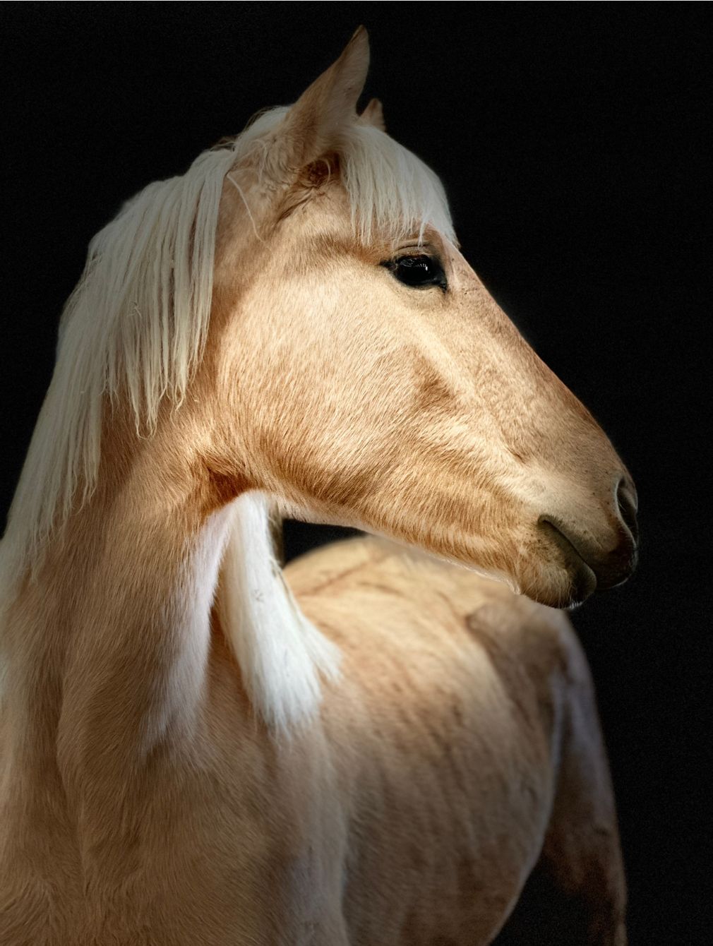 About the Lily "and on we go" campaign on Bonfire 2