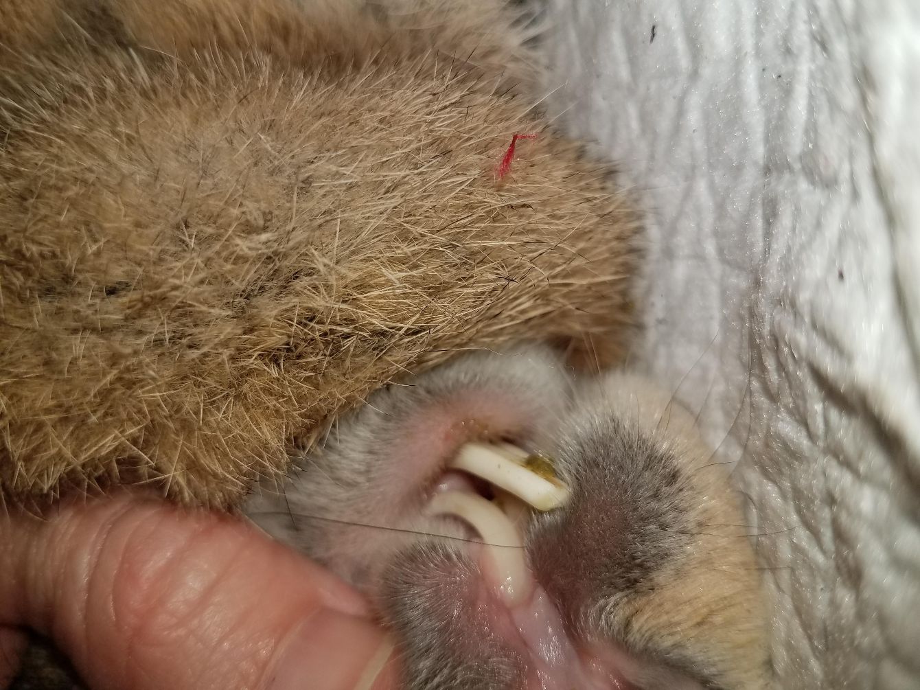 About the Space Buns Tee to Help Easter! campaign on Bonfire 3