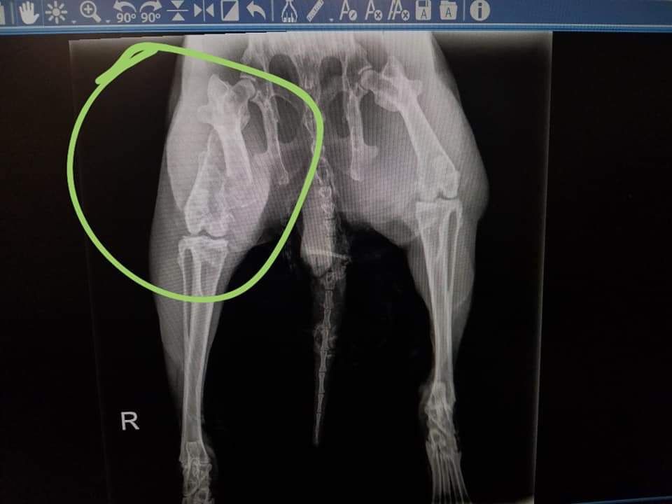 About the Space Buns Tee to Help Easter! campaign on Bonfire 6