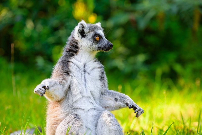 About the Lemur Species: Sifakas, Indris, & more campaign on Bonfire 2