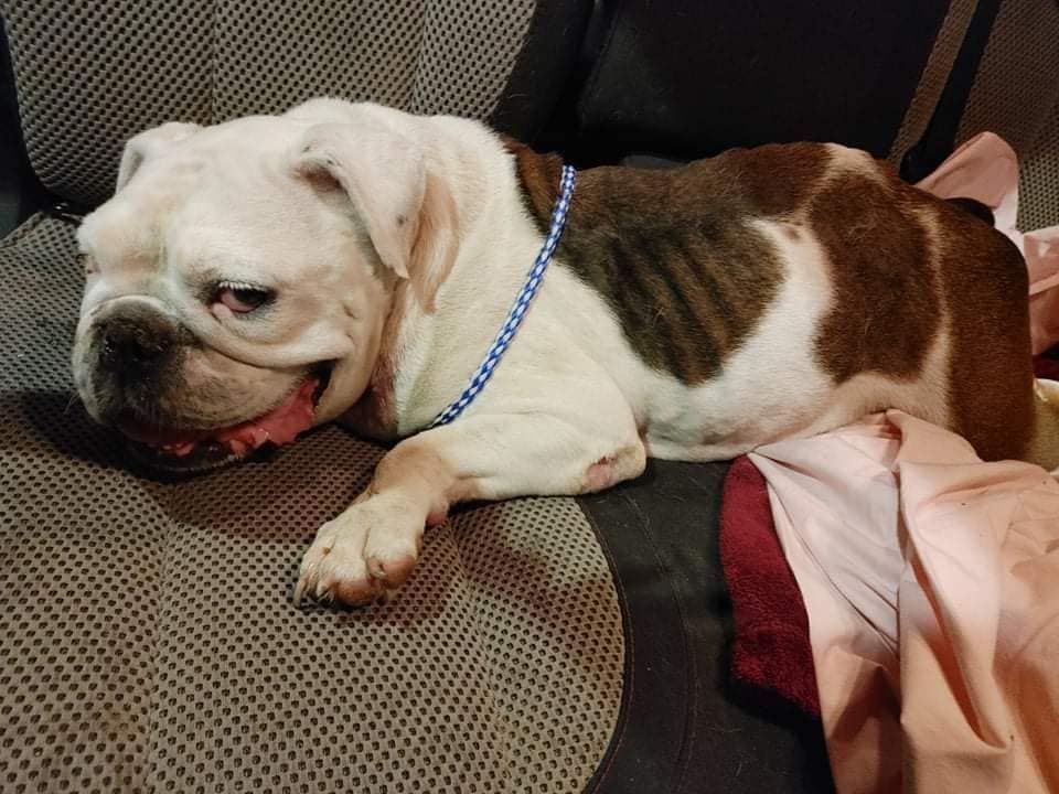 About the Risen From the Ashes - Save A Life campaign on Bonfire 4